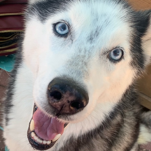 Meet your Posher, Samantha - Picture 1 of 1